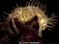Hippocampus guttulatus
Speckled Seahorse
PEACEFUL RESTI... by Cumhur Gedikoglu 